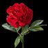 Pivoine artificielle en velours rouge 77 cm, fleur double sur tige feuillée