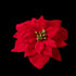 Étoile de Noël artificielle rouge sur clip 5 cm, vue de face de la fleur