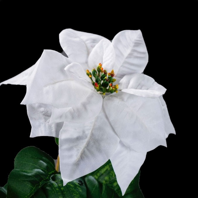 Étoile de Noël en velours crème, gros plan sur la fleur et son cœur vert et rouge