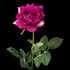 Rose artificielle en velours pourpre 58 cm, fleur ouverte sur tige très feuillue