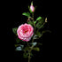 Rose artificielle en velours rose 78 cm avec bouton, tige entière et feuillage