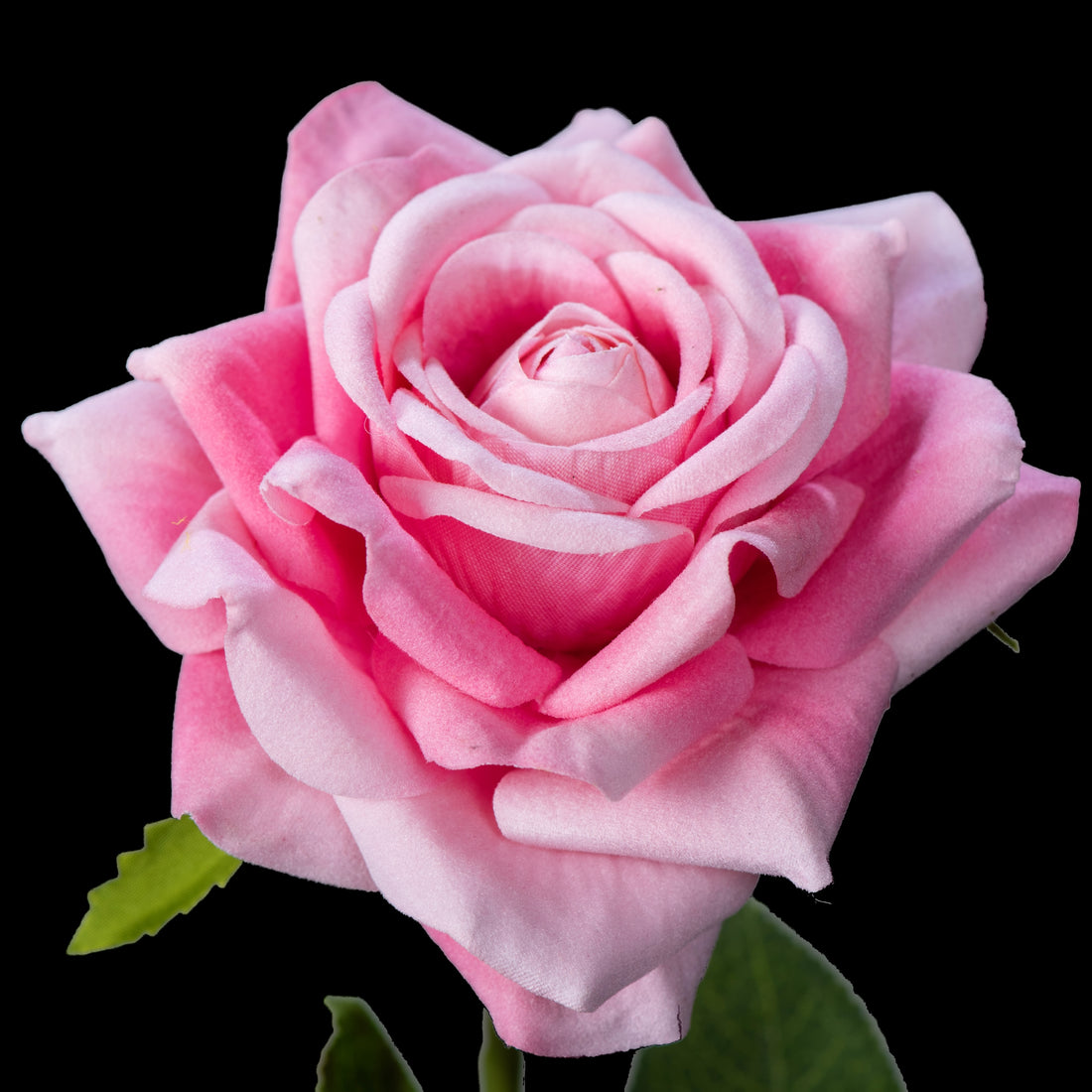 Rose artificielle en velours rose 58 cm, gros plan sur les pétales aux bords plus clairs